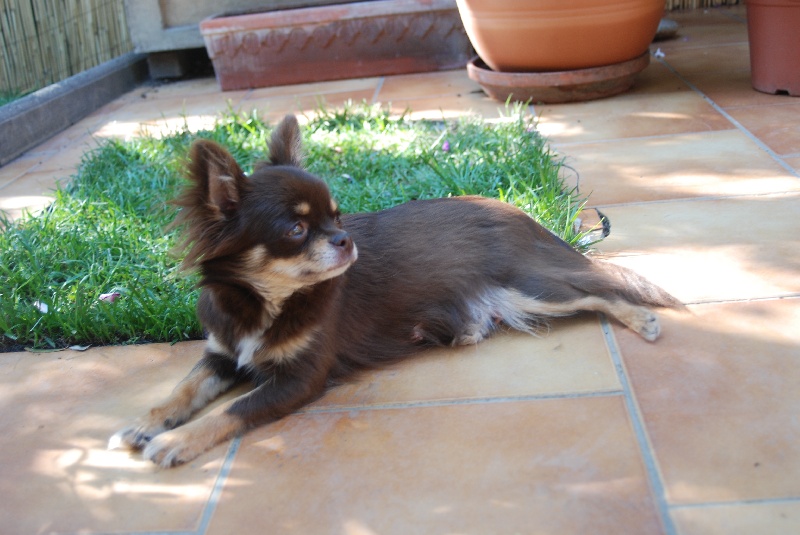Les Chihuahua de l'affixe De la Pinède aux Oliviers