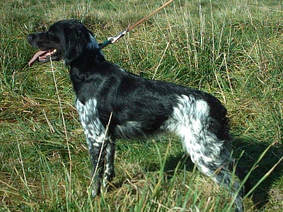 De la Pinède aux Oliviers - Premiers concours de Field Trials GT pour Aprilis