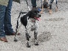  - Exposition Canine Internationale de Castres