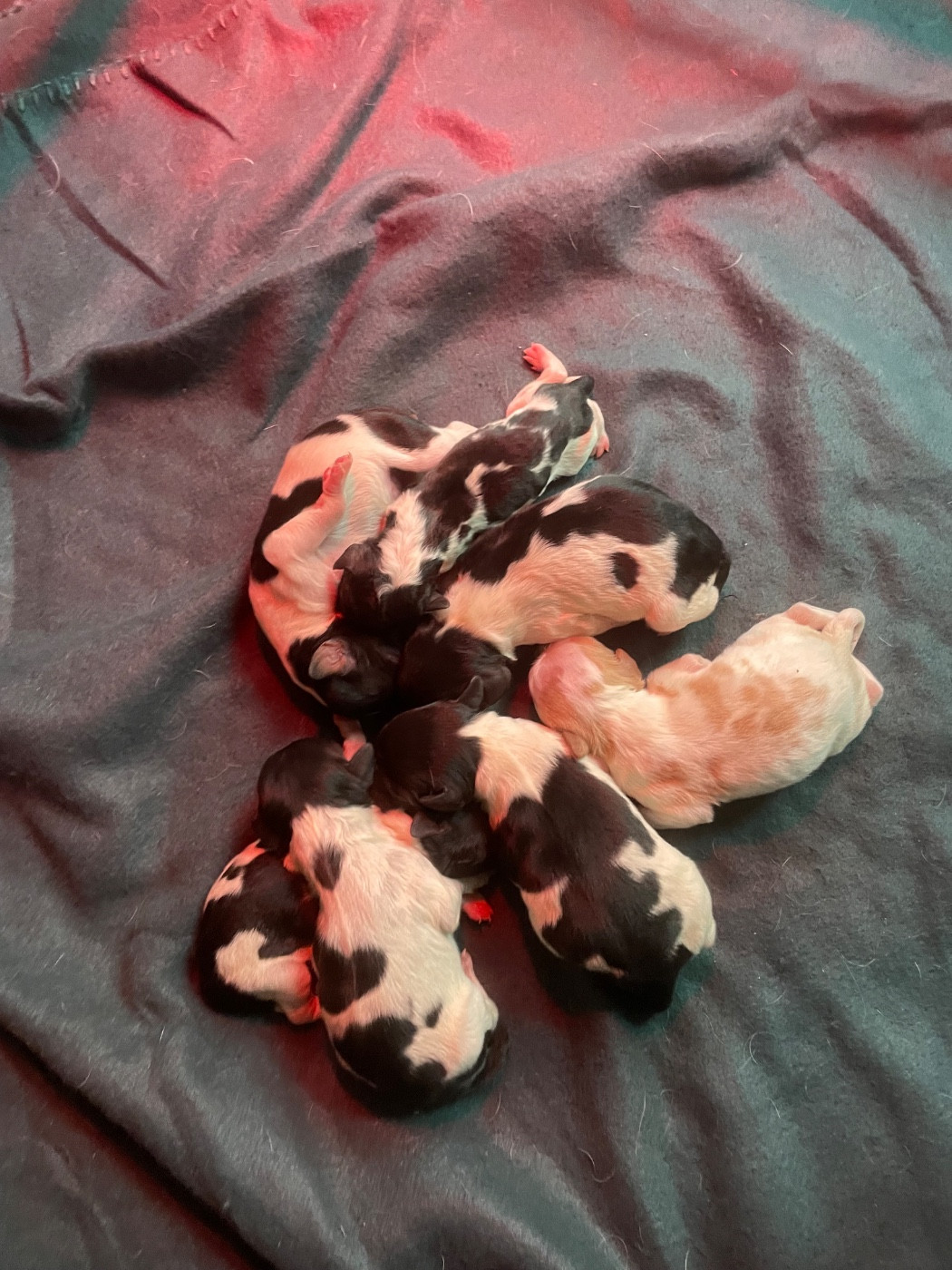 De la Pinède aux Oliviers - Epagneul Breton - Portée née le 26/02/2026