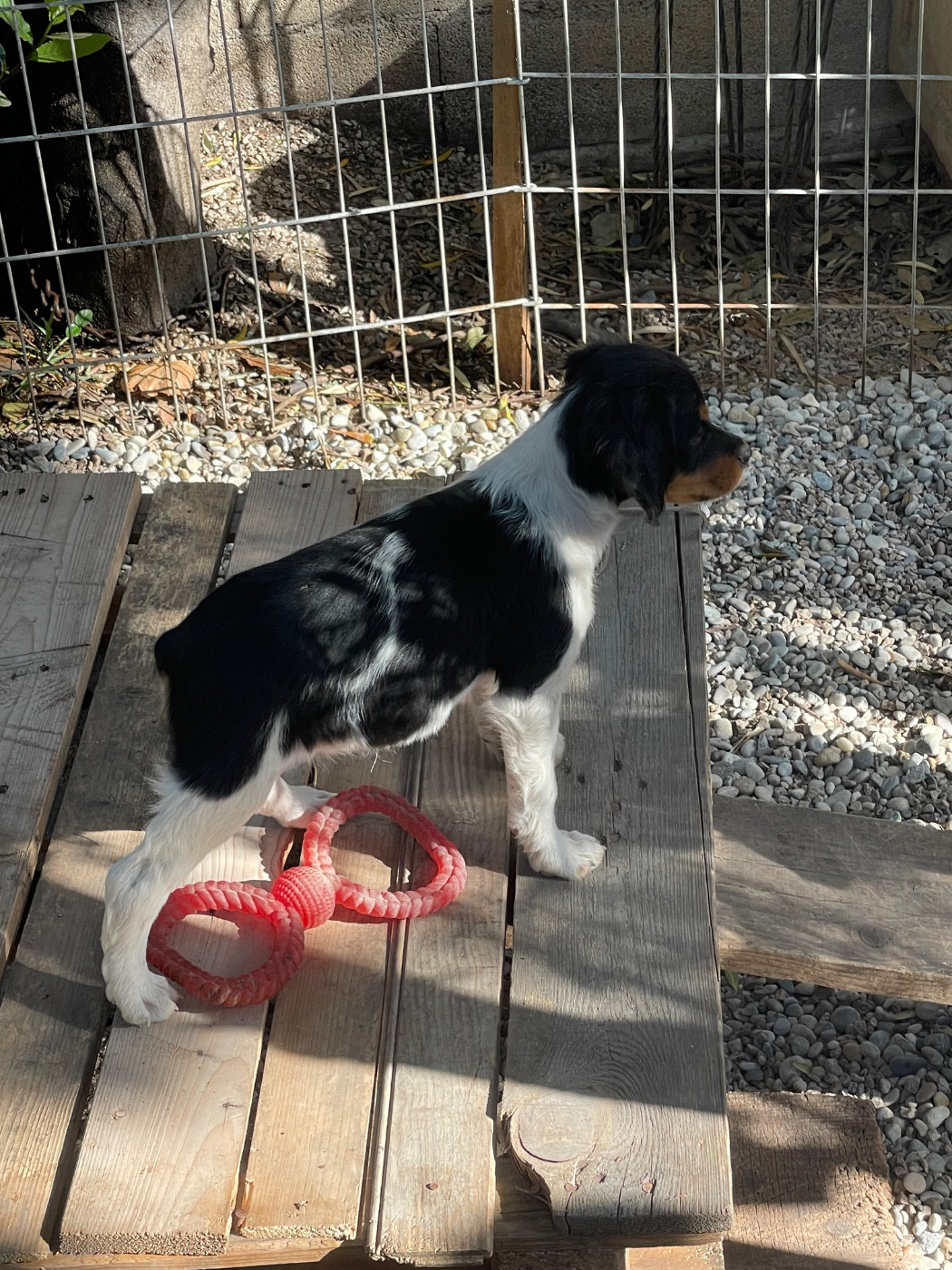 De la Pinède aux Oliviers - Chiots disponibles - Epagneul Breton