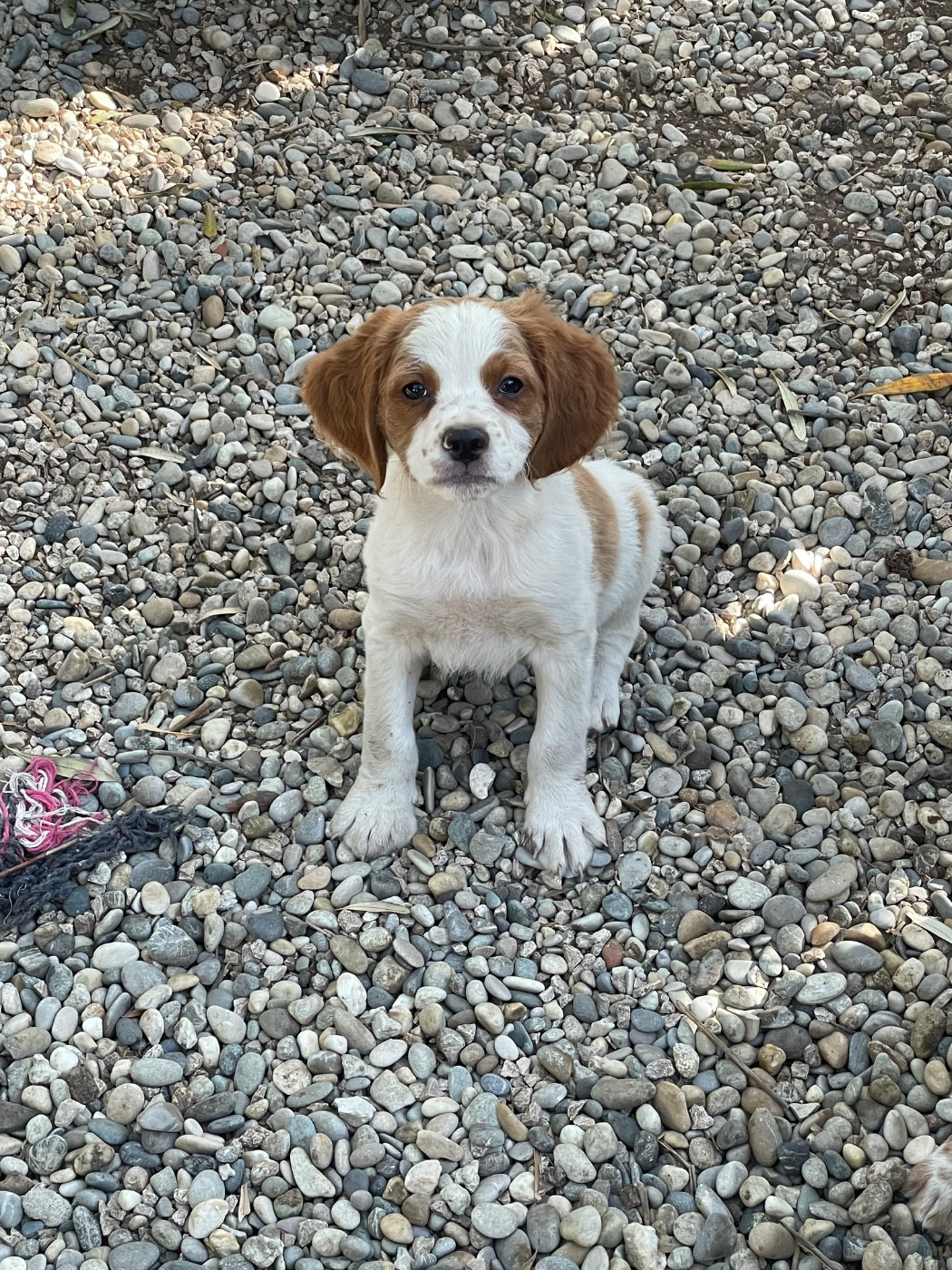 De la Pinède aux Oliviers - Chiots disponibles - Epagneul Breton